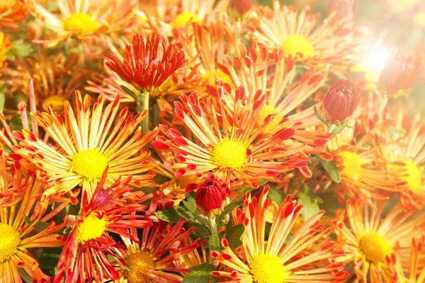 Beautiful chrysanthemum flowers — Stock Photo, Image