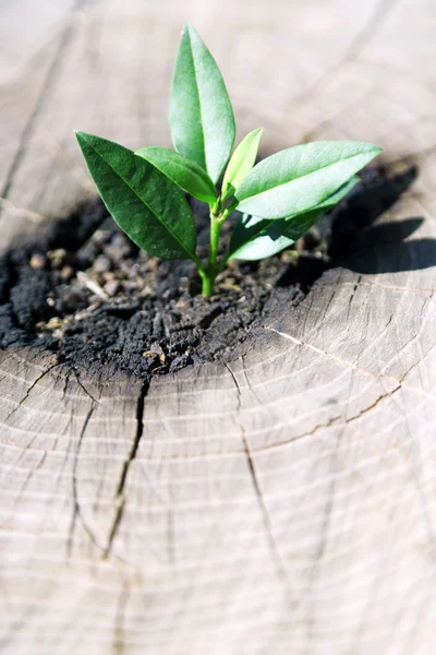 Vackra plantor växer — Stockfoto