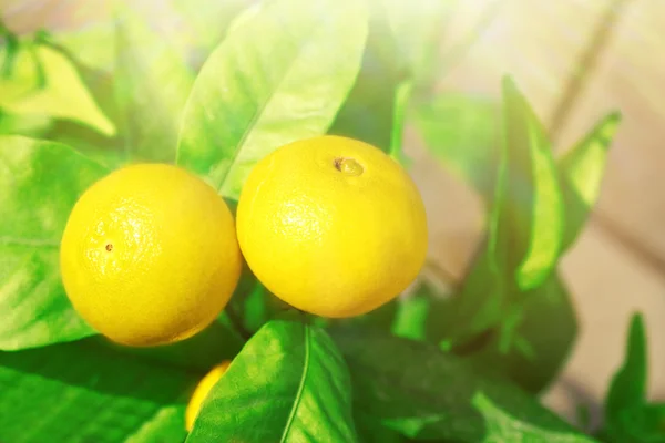 Limoni freschi su albero verde — Foto Stock