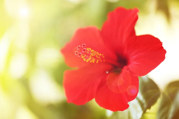 Bela flor de hibisco — Fotografia de Stock