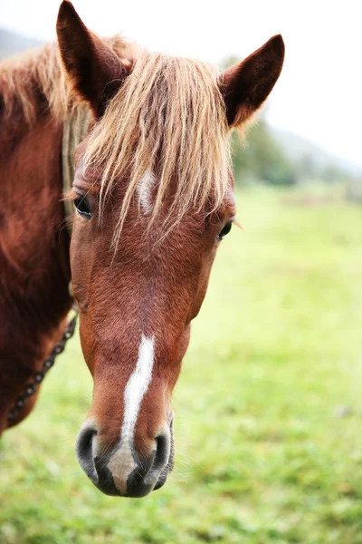 Häst som betar på ängen — Stockfoto