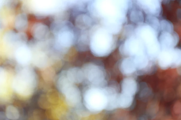 Blurred autumn background — Stock Photo, Image