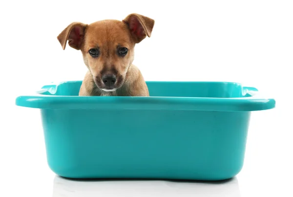 Cachorro en baño aislado — Foto de Stock