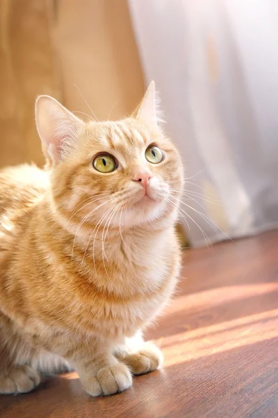 Ginger cat sitting at home — Stock Photo, Image