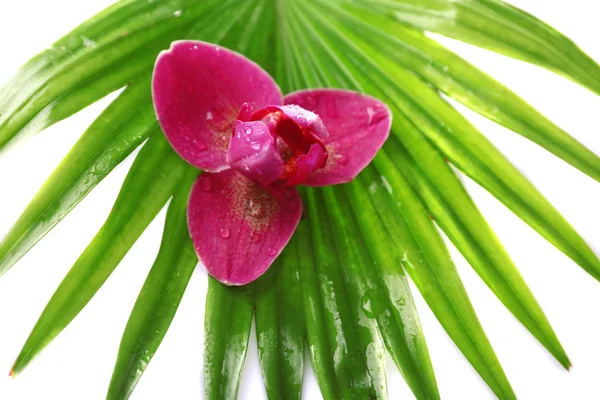 Folhas de palmeira, close-up — Fotografia de Stock