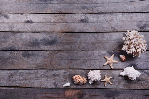 Muscheln auf Holzgrund — Stockfoto