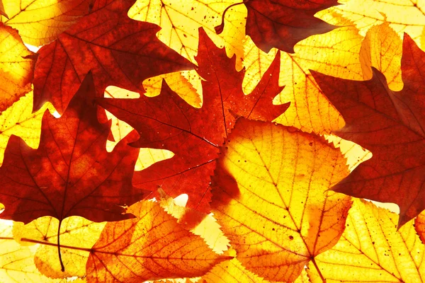 Autumn leaves background — Stock Photo, Image