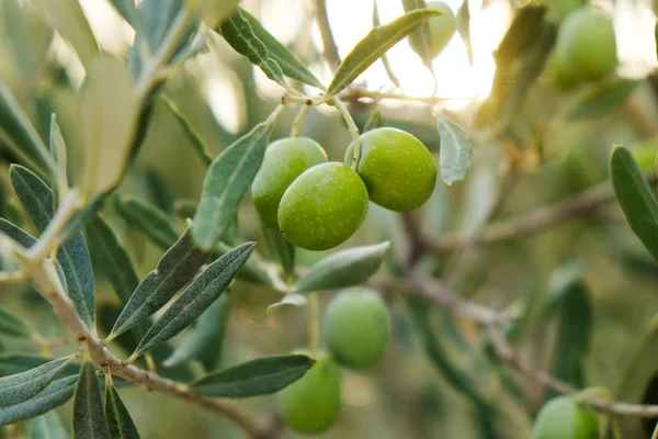 Fondo del olivo verde —  Fotos de Stock