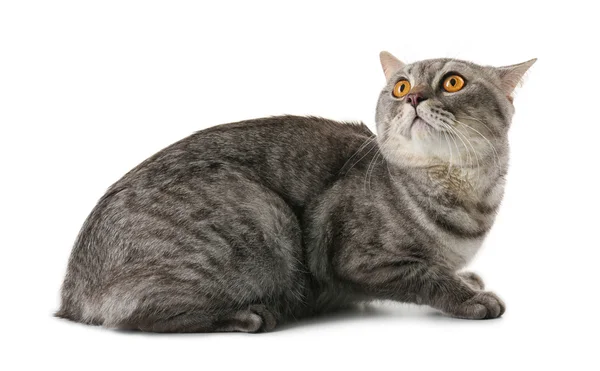 Hermoso gato gris — Foto de Stock