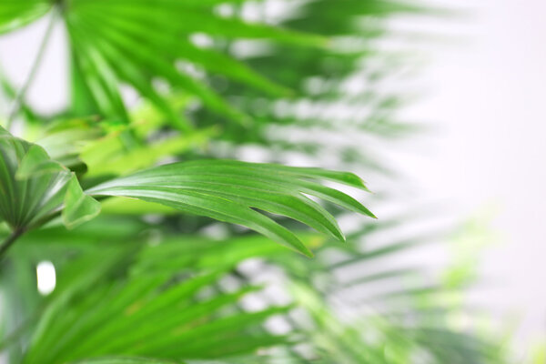 Green palm leaves