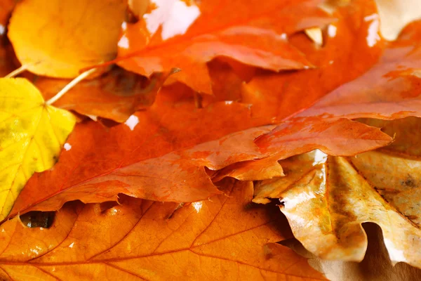 Autumn colourful wet  leaves — Stock Photo, Image