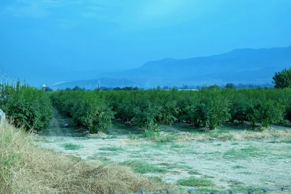 Krásné granátové jablko orchard — Stock fotografie