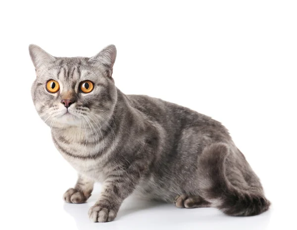 Bellissimo gatto grigio — Foto Stock