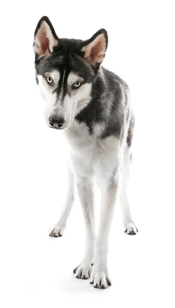 Husky siberiano sobre blanco —  Fotos de Stock