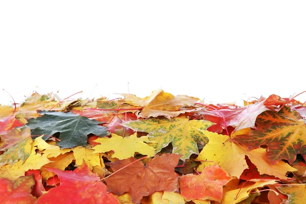 Hojas de arce de otoño — Foto de Stock