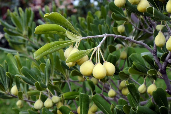 Green Olive bush — Stock Photo, Image