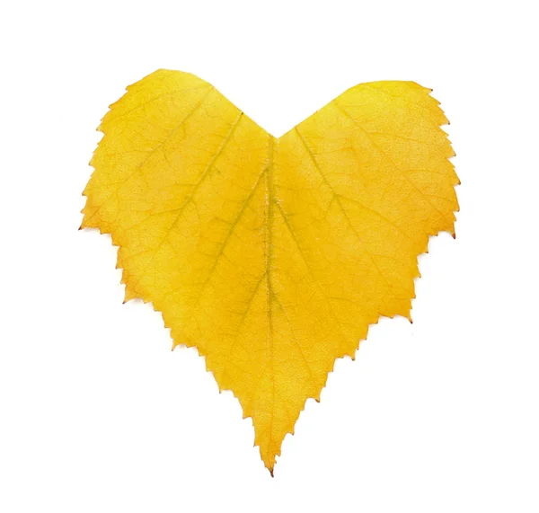 Heart shaped leaf isolated — Stock Photo, Image