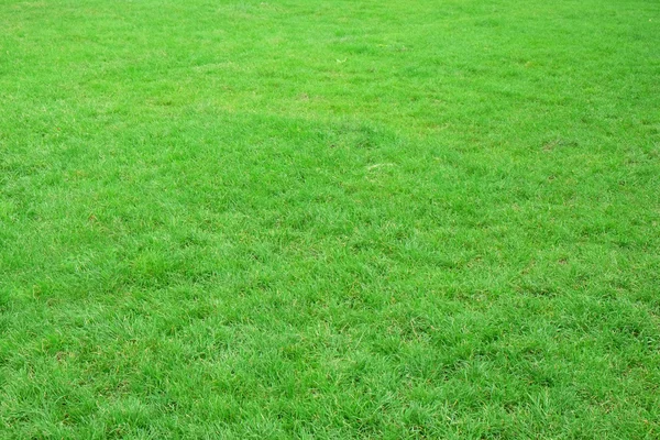 Buntes grünes Gras — Stockfoto