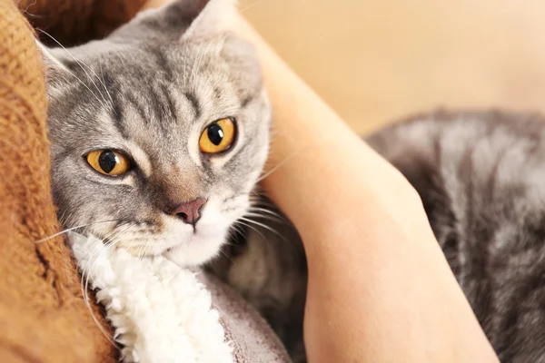 Kvinna anläggning härliga grå katt — Stockfoto