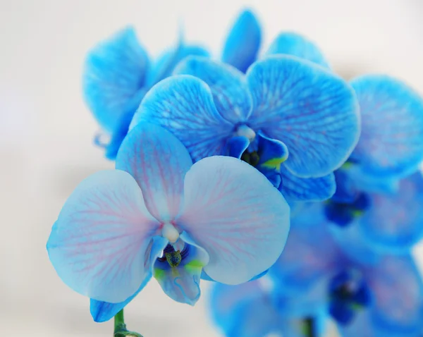 Kék orchidea, közelről — Stock Fotó