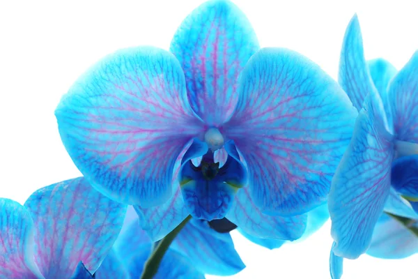 Bela flor de orquídea azul — Fotografia de Stock