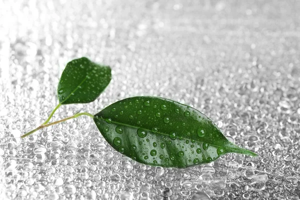 Rubber plant on wet surface