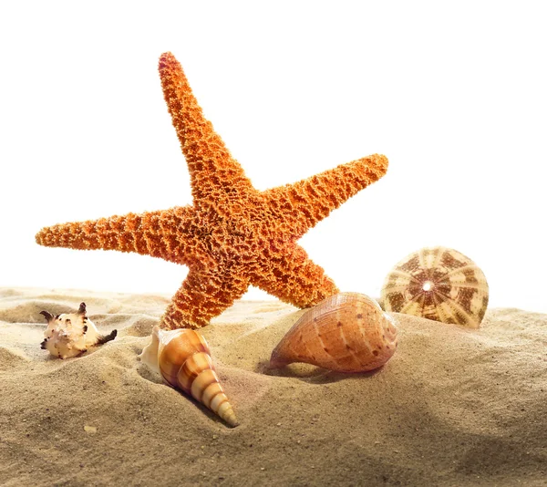 Sea star en schelpen geïsoleerd — Stockfoto