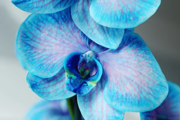 Schöne blaue Orchideenblume — Stockfoto