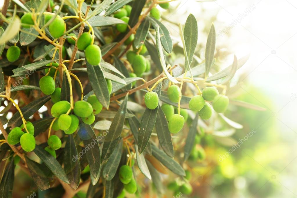 Olive tree in greenhouse, close-up