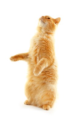 Kırmızı kedi izole çalmaya