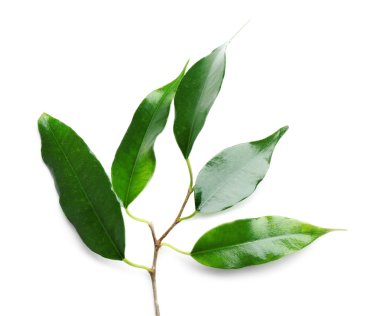 taze kauçuk ağacı