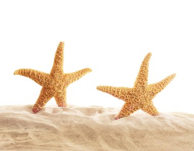 Deniz yıldızları kum üzerinde 