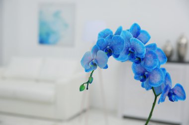 Mavi orkide çiçek şube