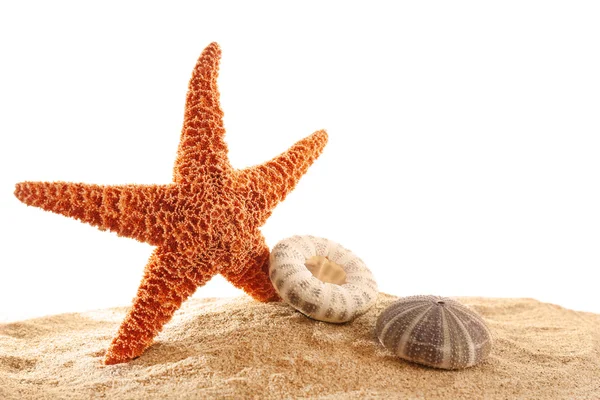 Sea star en schelpen geïsoleerd — Stockfoto