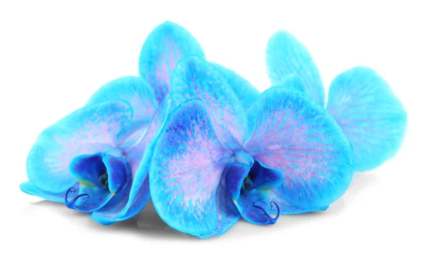 Schöne blaue Orchideenblume — Stockfoto