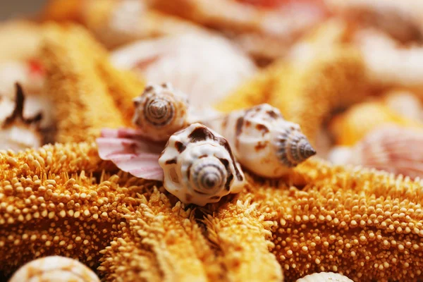 Estrela do mar e conchas — Fotografia de Stock