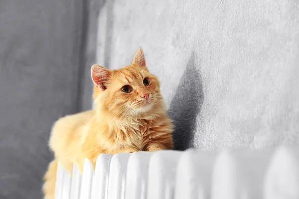 暖かいラジエーターにふわふわの赤猫 — ストック写真