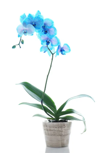 Красивый синий цветок орхидеи — стоковое фото
