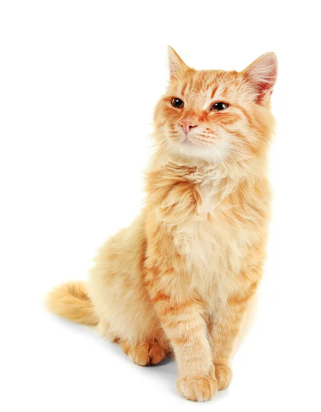 Gato vermelho fofo isolado — Fotografia de Stock