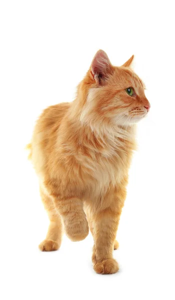 İzole kabarık kırmızı kedi — Stok fotoğraf