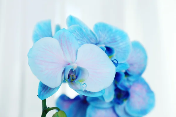 Krásné modré květy orchidejí — Stock fotografie