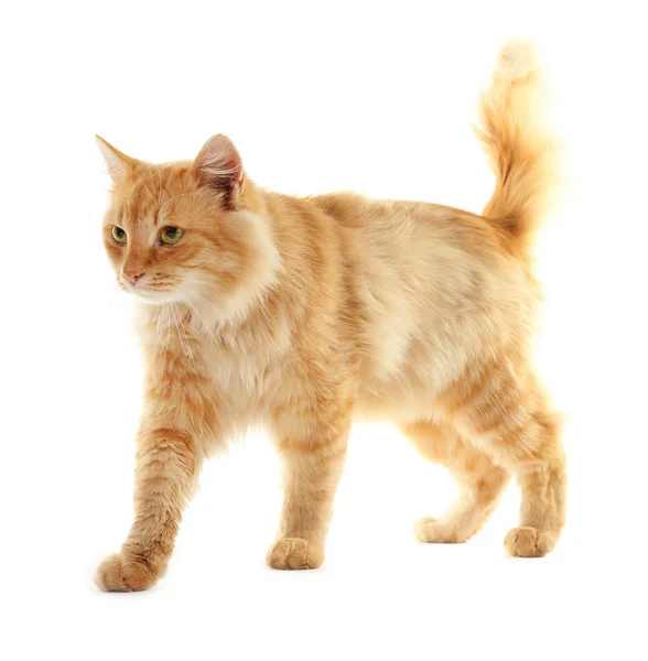 Pluizig rode kat geïsoleerd — Stockfoto