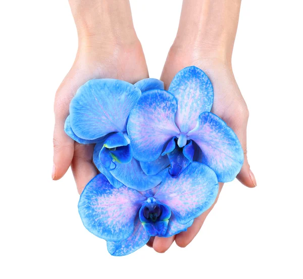 Bella orchidea blu nelle mani della donna — Foto Stock