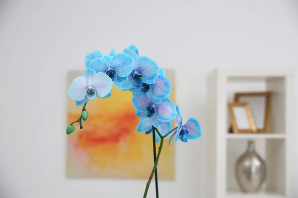 Belle fleur bleue d'orchidée — Photo