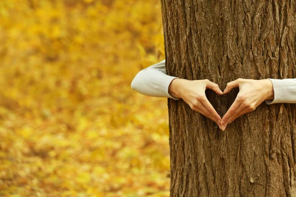 Händerna kramar träd — Stockfoto