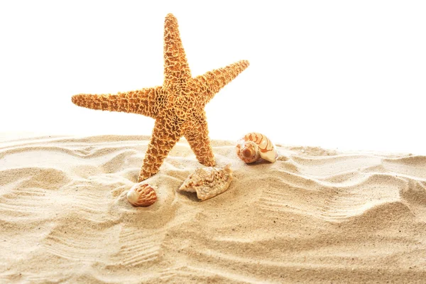 Sea star och skal på sand — Stockfoto