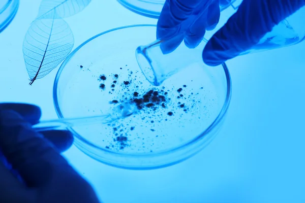 Científico trabajando con placas Petri — Foto de Stock