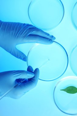 Petri kablarıyla çalışan bilim adamı