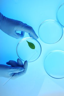 Petri kablarıyla çalışan bilim adamı