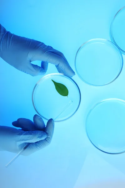 Scientist working with Petri dishes — Stock Photo, Image